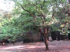 Reutealis trisperma Otaheite Walnut, Lumbang Tree